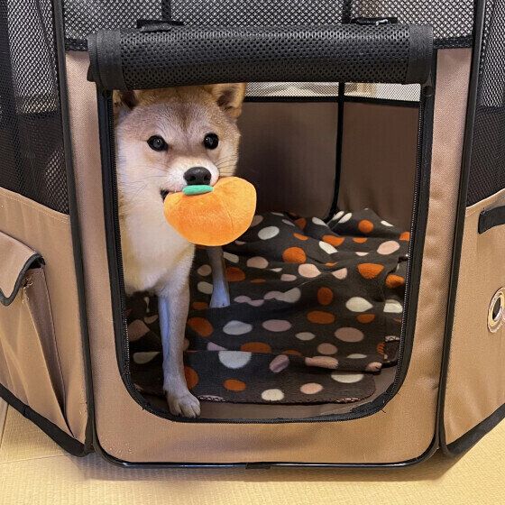 犬がくわえたおもちゃをブンブン振り回す・唸る理由は？ いぬのきもち