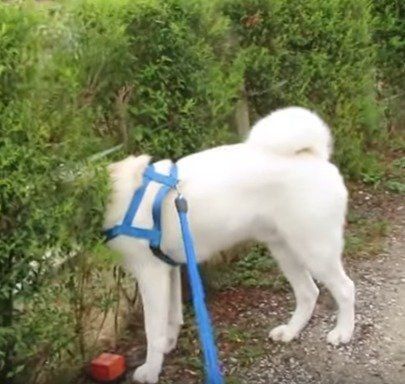 垣根に頭を入れる ゆうきくん