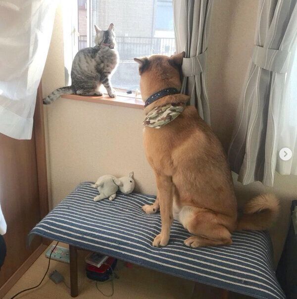 外を眺めるこたろうくん、あんずちゃん