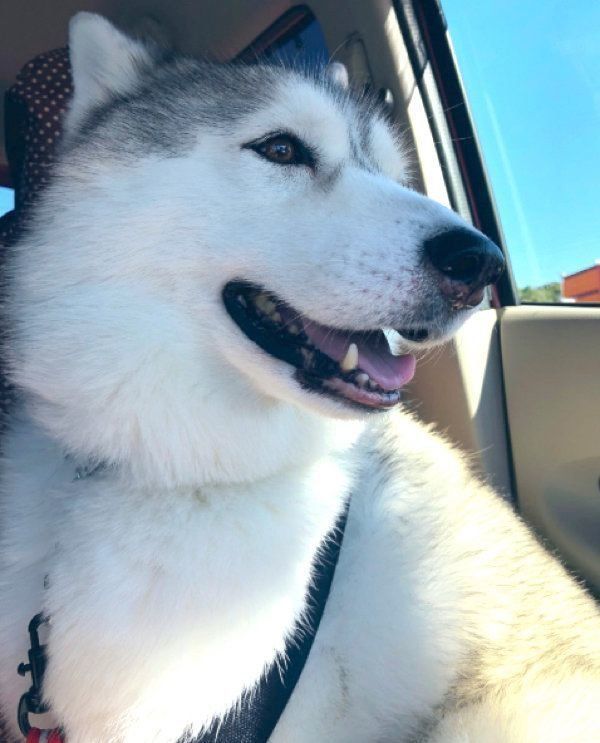 車に乗ってウキウキするシルビアちゃん