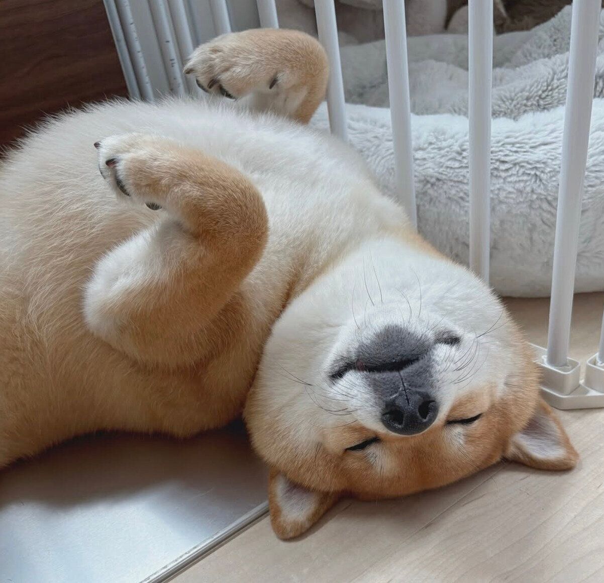 安心しきって眠るうにちゃん