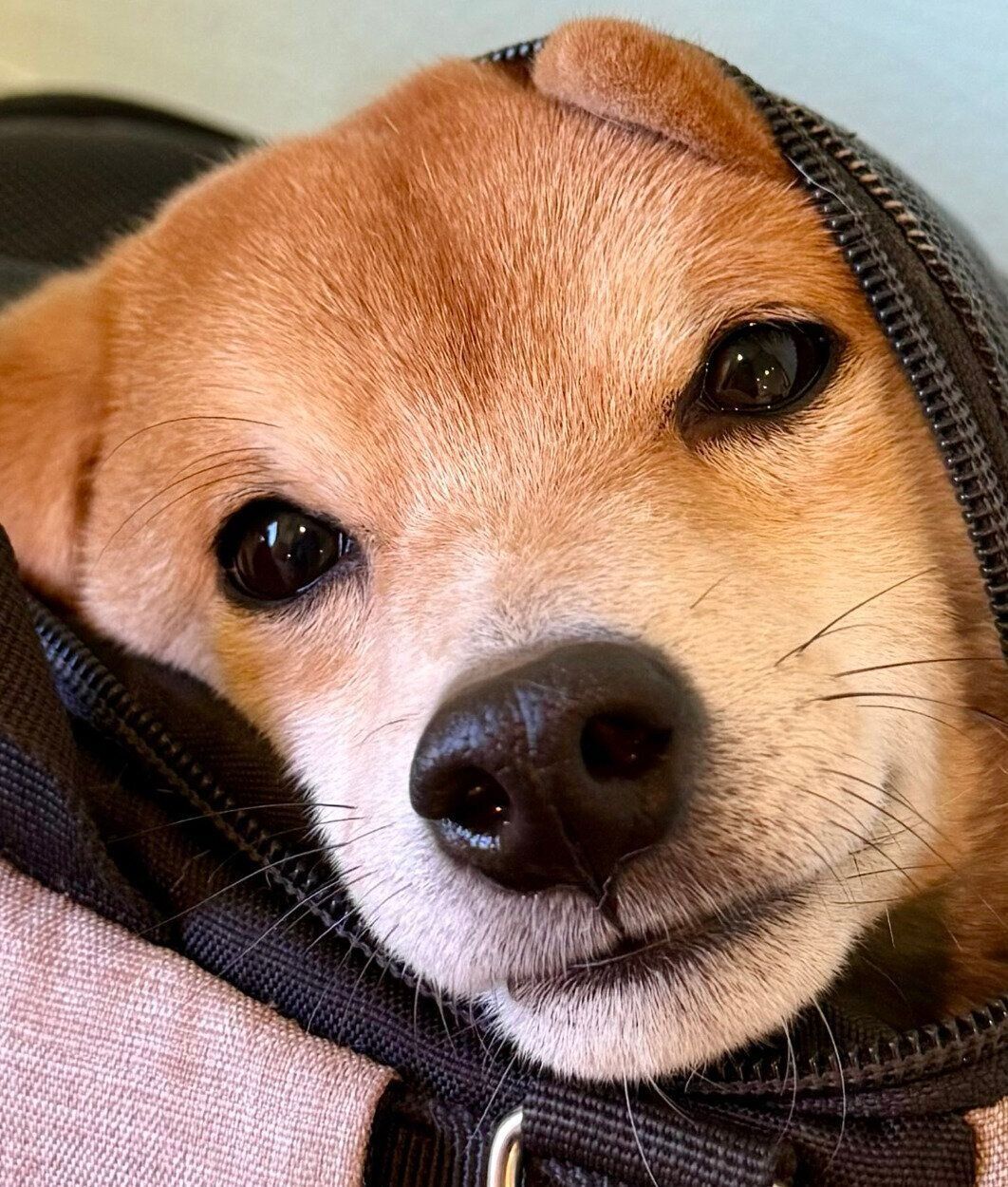 リュックの中でまったりするゴンくん