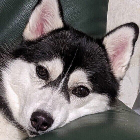 シベリアン・ハスキー