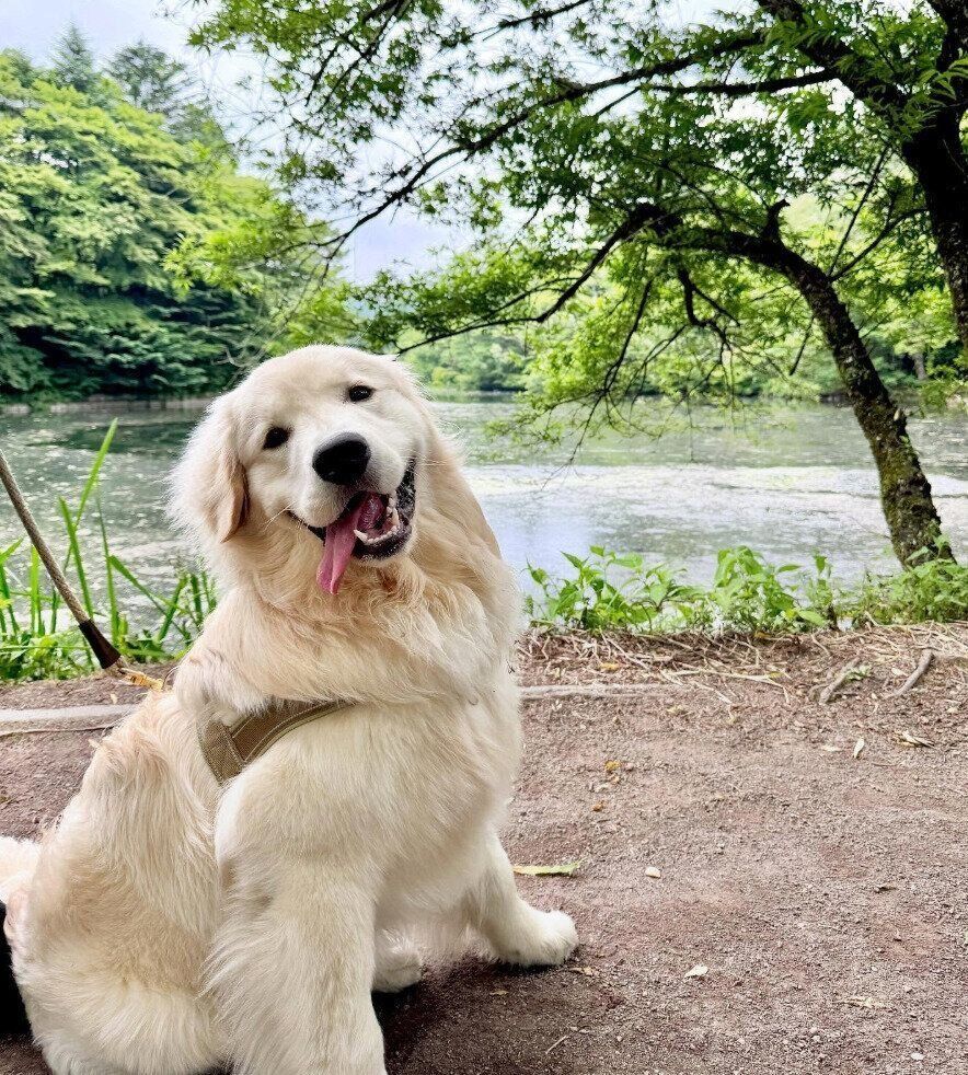 お出かけを楽しむぴのくん