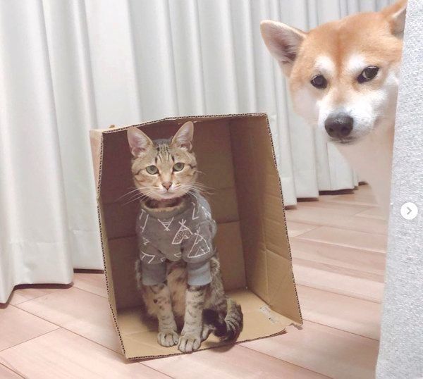 見つめるHaluくんと、ダンボールの中に入るMugiくん