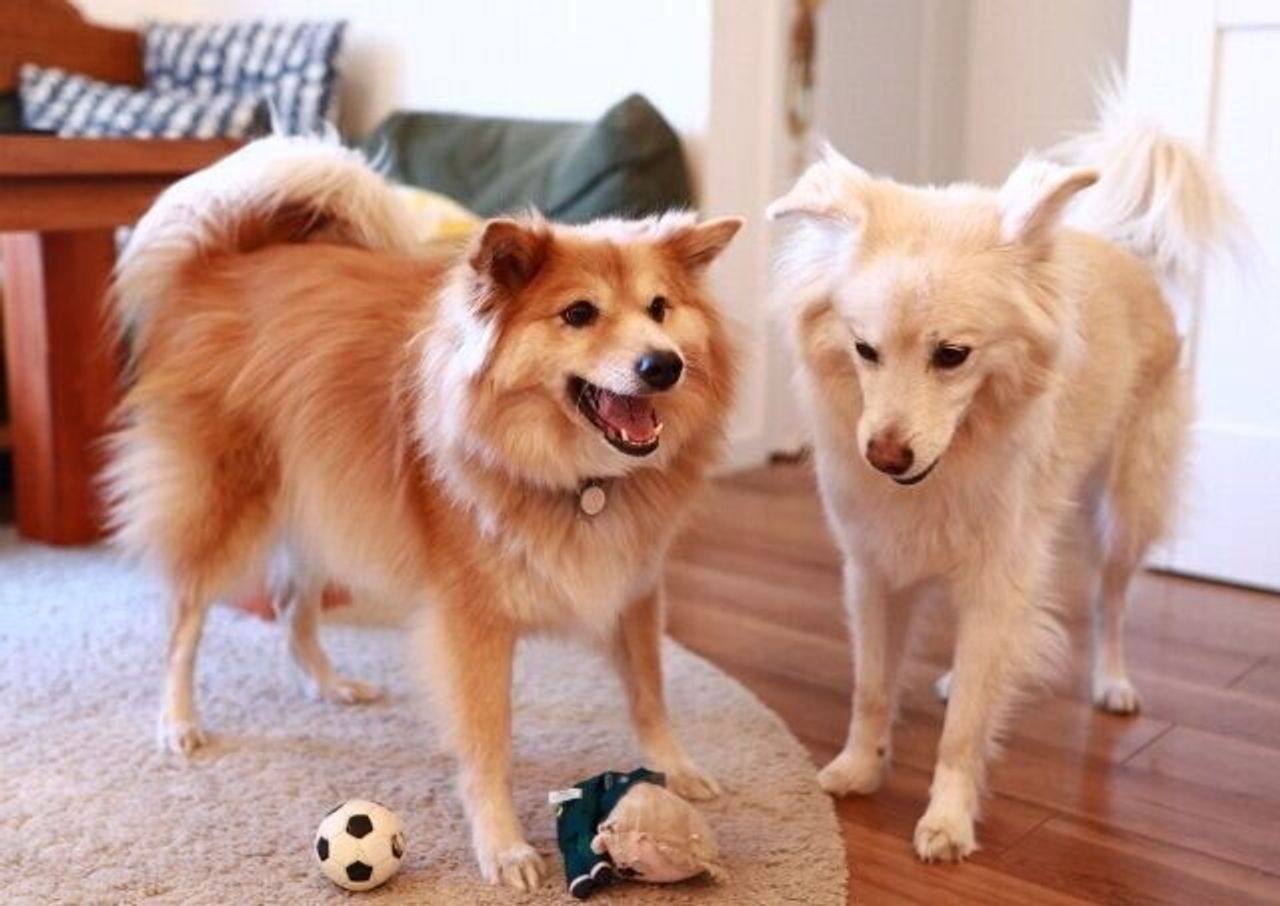 複数飼いは大変かどうか 穴澤賢の犬のはなし いぬのきもちweb Magazine 複数飼いは大変かどうか 穴澤賢の犬のはなし いぬのきもちweb Magazine