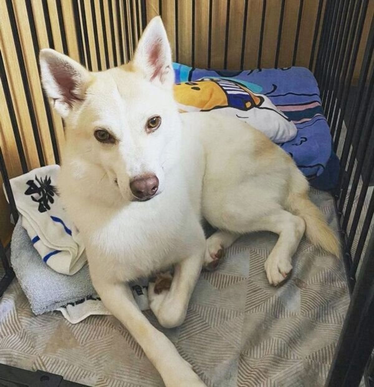 生後4カ月頃に保護され 4才まで施設で過ごしていた犬と家族に 澄まし顔 優しい顔 の変化に喜びを実感 いぬのきもちweb Magazine 生後4カ月頃に保護され 4才まで施設で過ごしていた犬と家族に 澄まし顔 優しい顔 の変化に喜びを実感 いぬのきもちweb Magazine