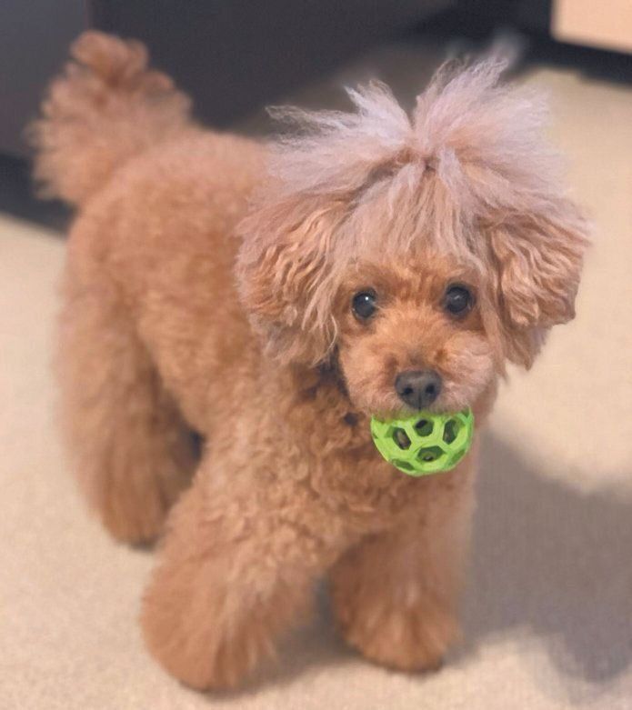 西平さんの愛犬トゥルーくん、18才！ 「年を重ねるごとに頑固になっていますが、そこもまたいとおしい存在です」