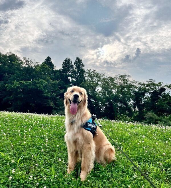 散歩を楽しむぐぅちゃん