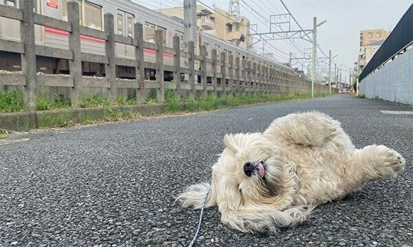 散歩拒否するうーきーちゃん