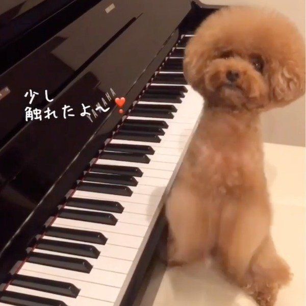 ピアノを弾くトイ・プードル