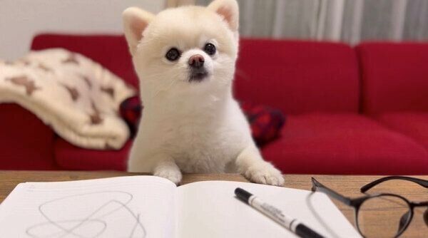 見つめるぽんちゃん