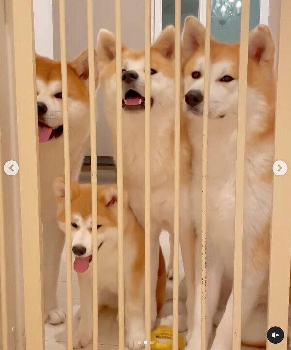 ごはんを待つ4頭