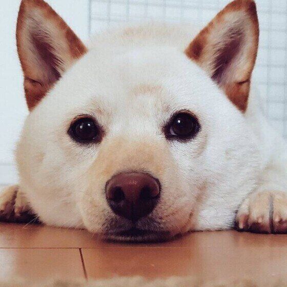 愛犬にニオイのストレスを与えているかも？日常で注意したいニオイ3つ いぬのきもち