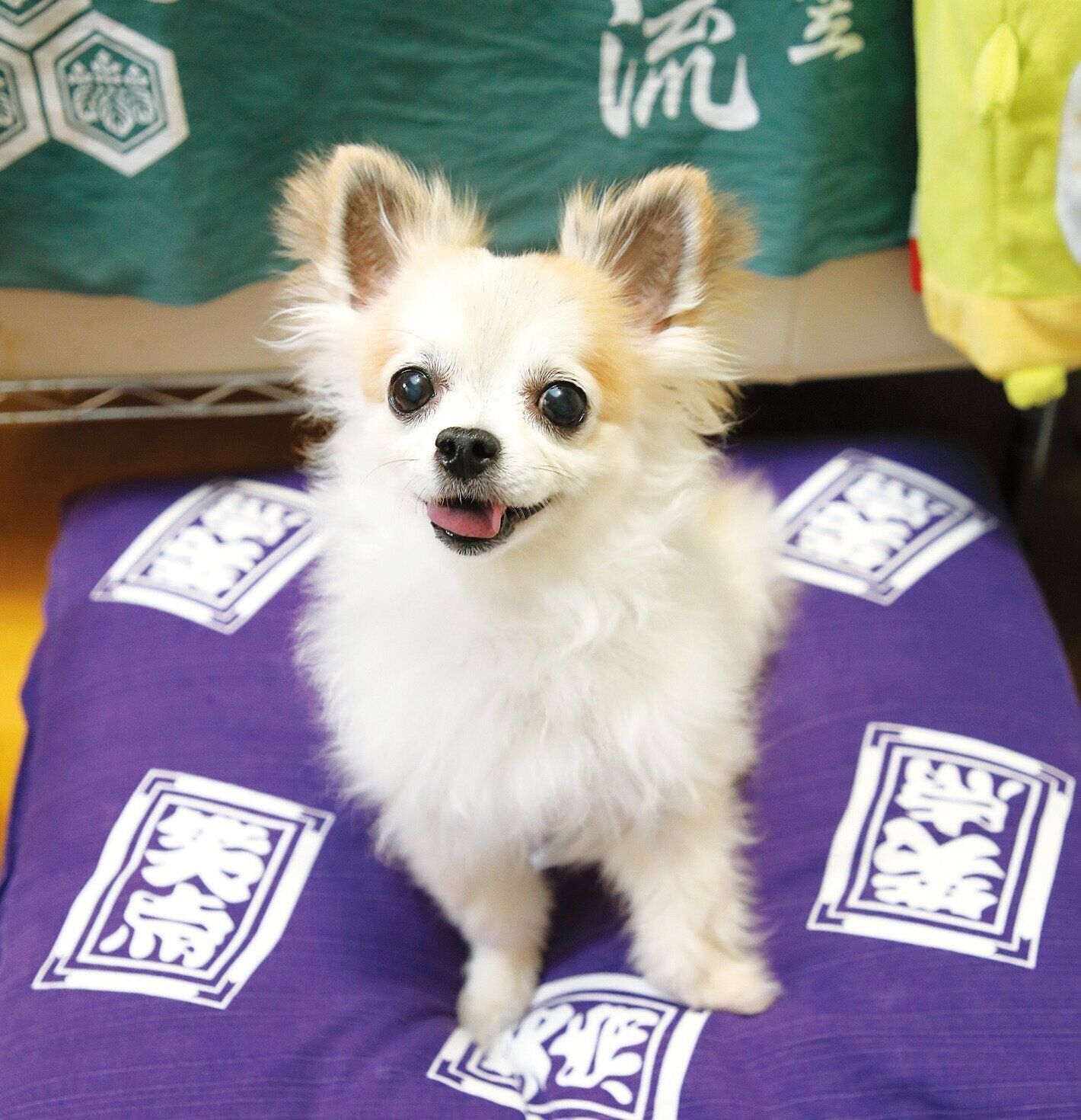 Aさんご夫妻は落語と『笑点』が大好きなことから「楽太郎」と命名したそう。いつも笑いが絶えない家庭に