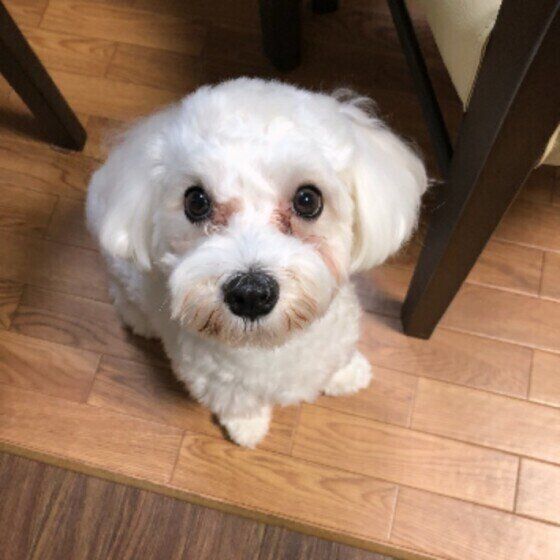 見上げるサンディくん（マルチーズ）