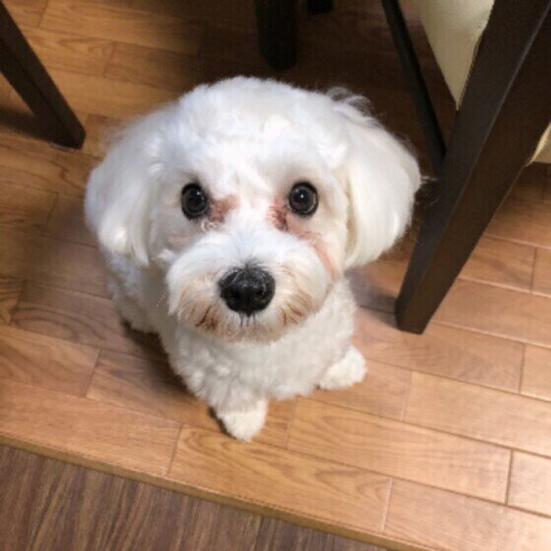 犬がしょんぼりする理由 元気がないときのngな対応は いぬのきもちweb Magazine 犬がしょんぼりする理由 元気がないときのngな対応は いぬのきもちweb Magazine