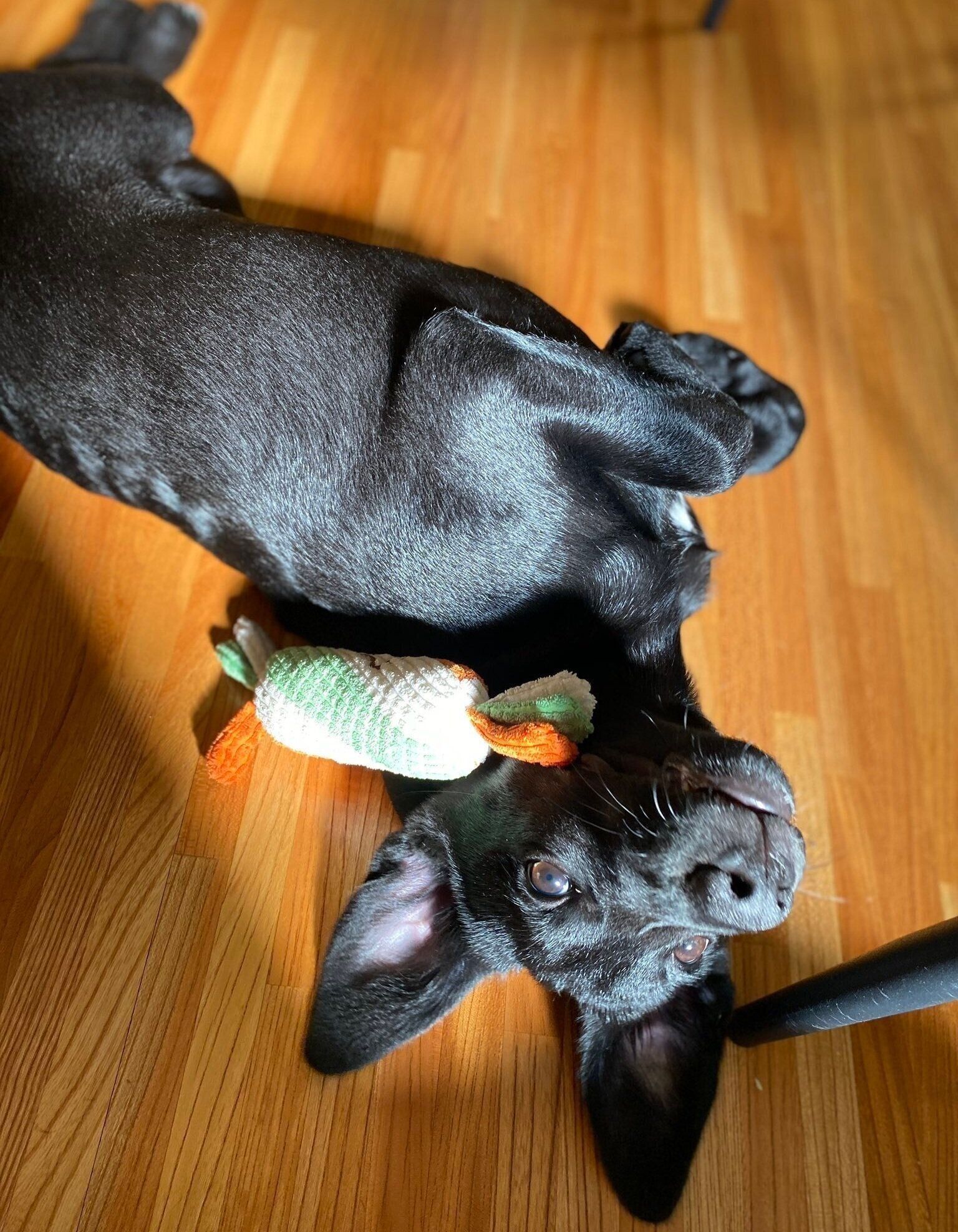 お迎え当時の月くん。床に転がりかわいいポーズ