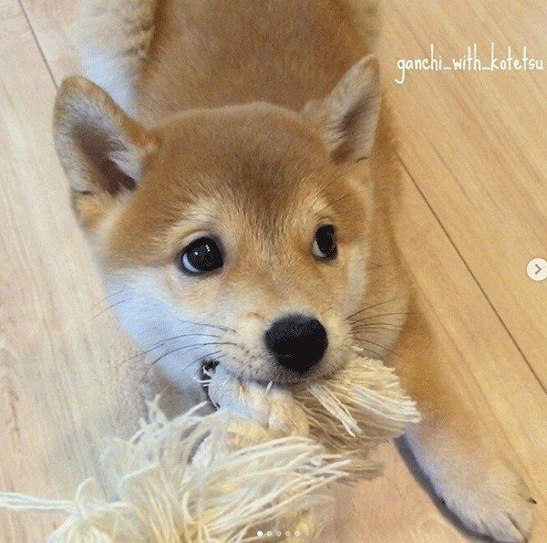 パピー時代のこてつくん