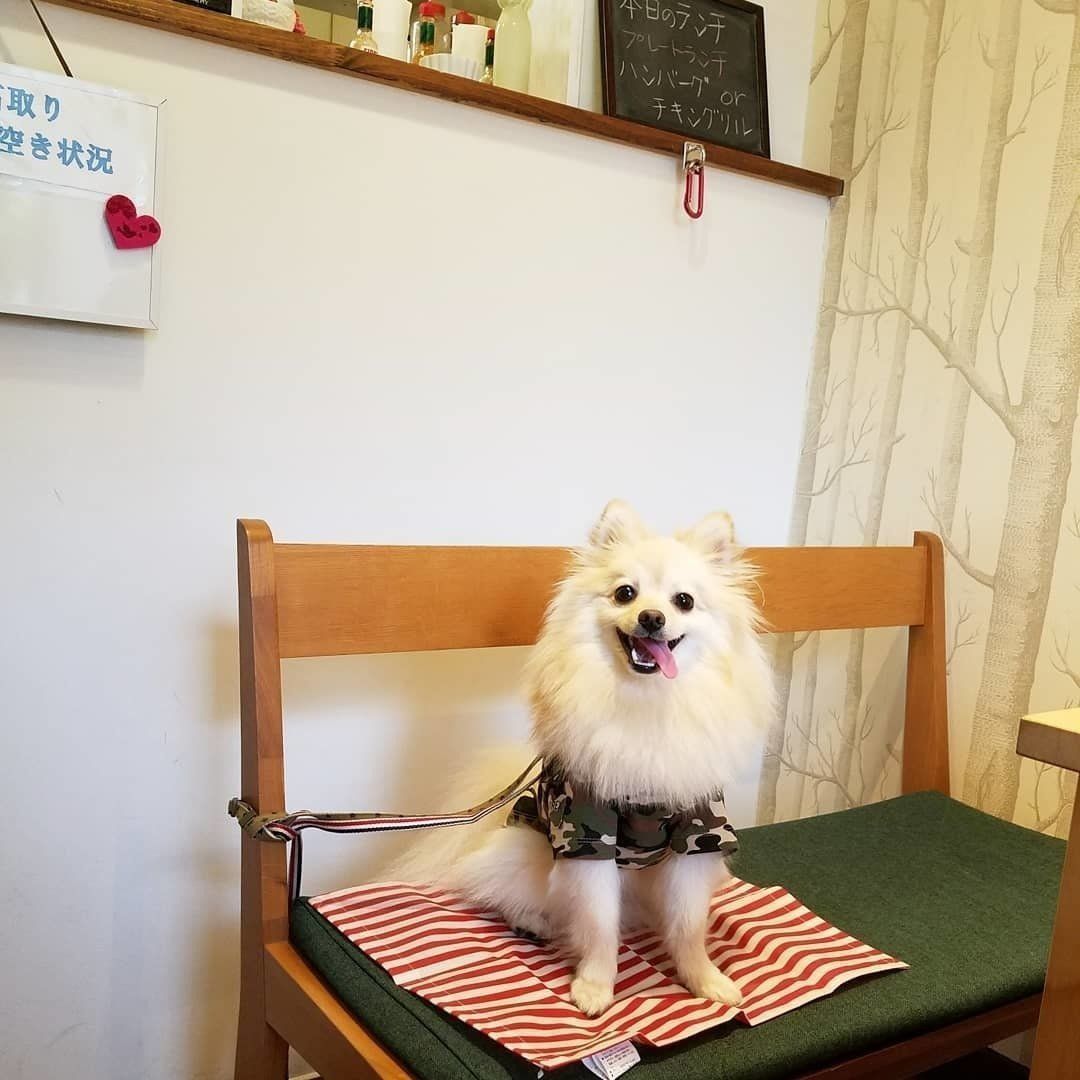おとなしく椅子に座る、ポメラニアンのたぬ吉くん♪