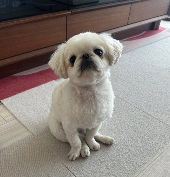 座って飼い主を見つめる犬