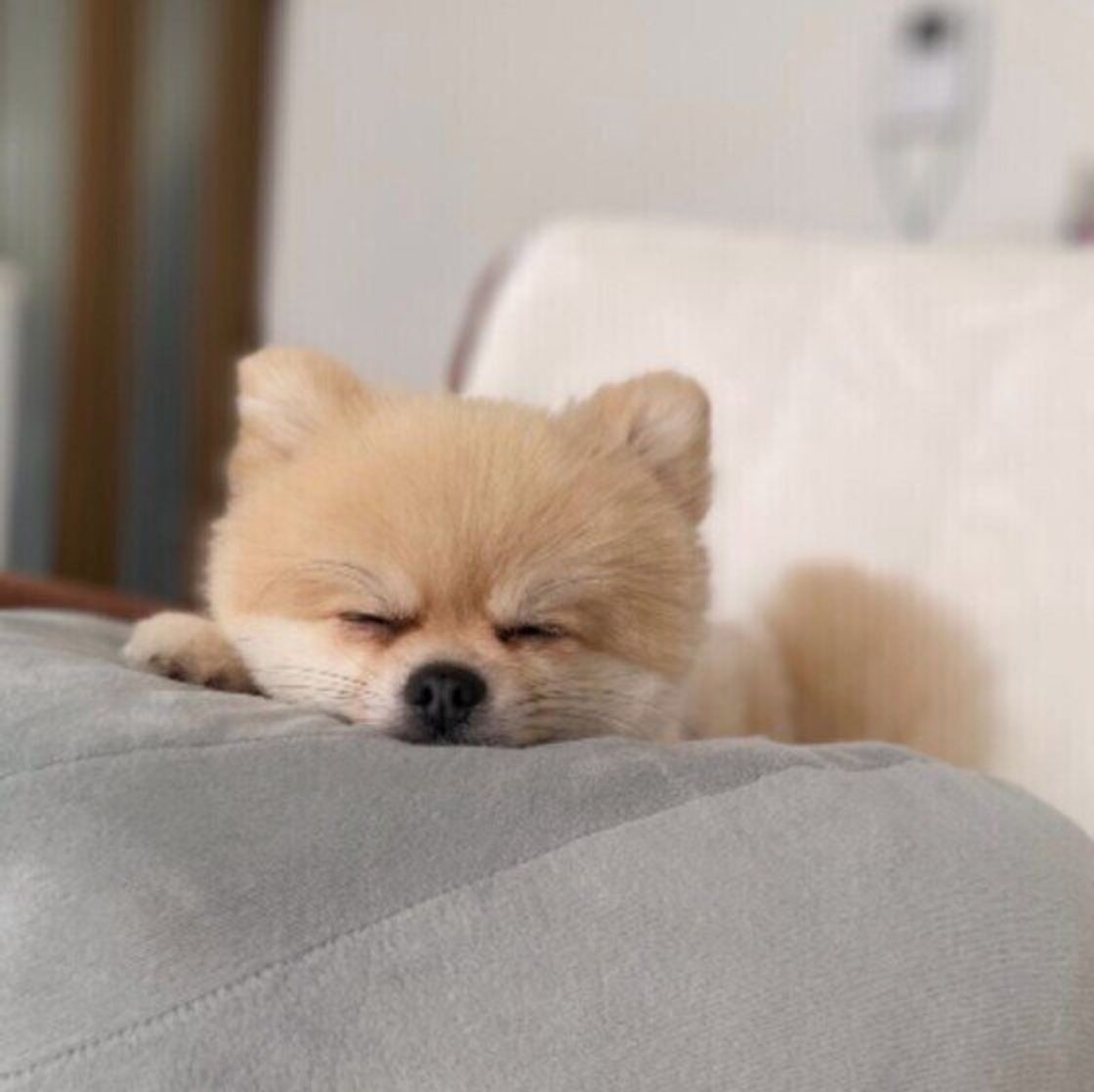 突然寝落ちする 犬の特徴は 電池切れ したカワイイ犬たちの画像まとめ いぬのきもちweb Magazine 突然寝落ちする 犬の特徴は 電池切れ したカワイイ犬たちの画像まとめ いぬのきもちweb Magazine