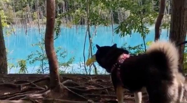 青い池を見つめる豆柴