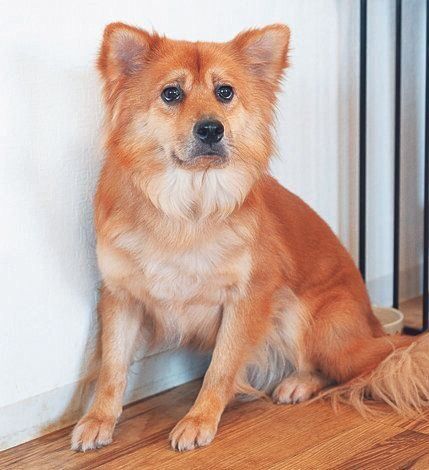 もんじゃちゃん（５才）は飼い主さん死去により保護されたそう