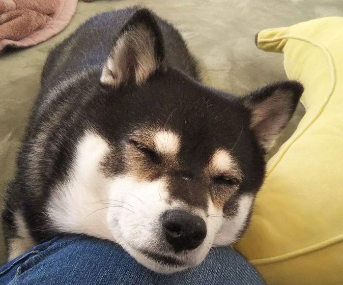 あご乗せするテツナちゃん