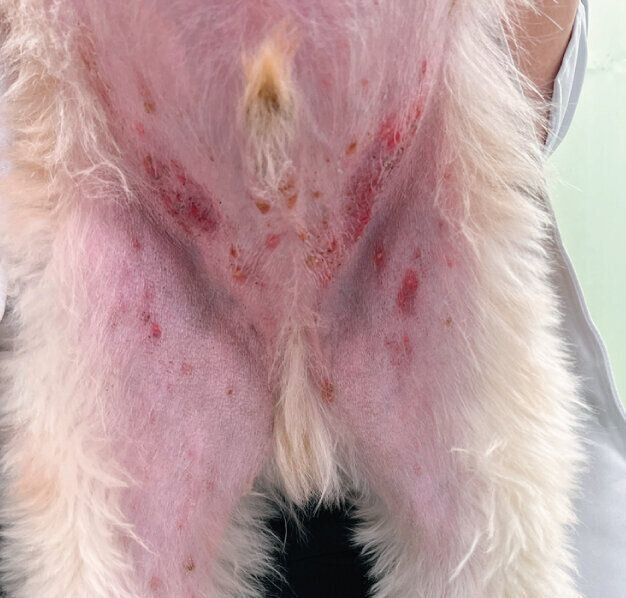 膿皮症の症例写真