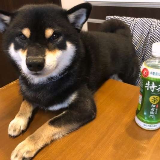 テーブルの上に乗る柴犬