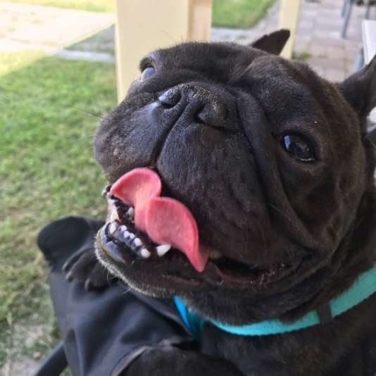 舌を出すフレンチブルドッグ