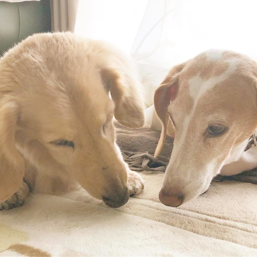 クンクンするダックスフンド