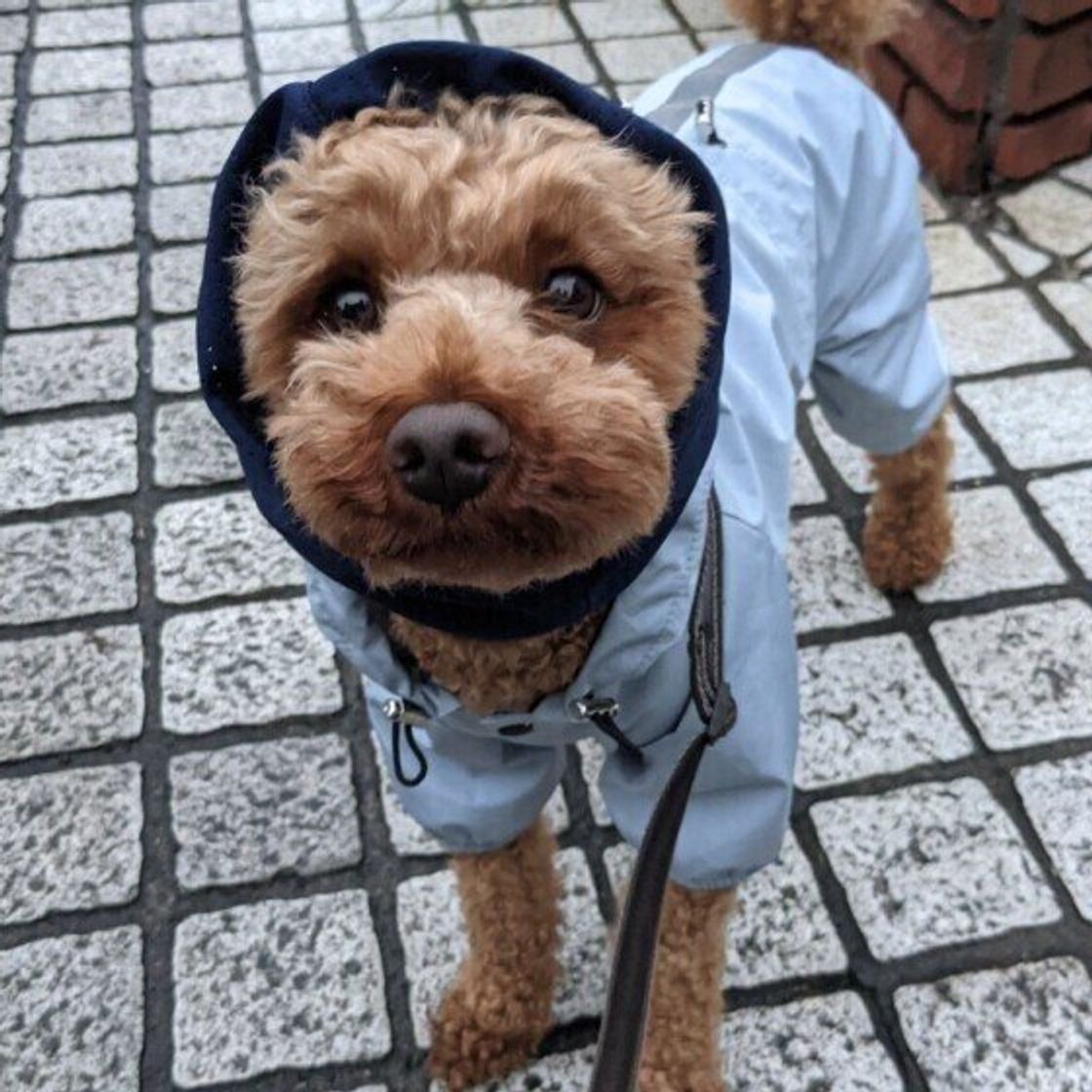 雨の日の愛犬の散歩での 困りごと は 悪天候時の散歩の注意点を解説 いぬのきもちweb Magazine 雨の日の愛犬の散歩での 困りごと は 悪天候時の散歩の注意点を解説 いぬのきもちweb Magazine