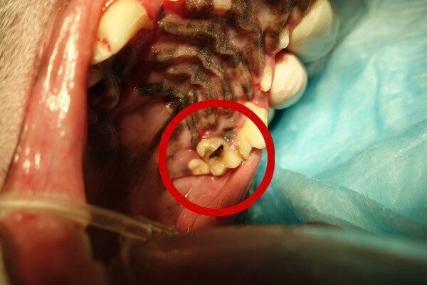 犬も齲蝕(うしょく:虫歯)になります。歯周病や虫歯の予防にデンタルケアを行いましょう。