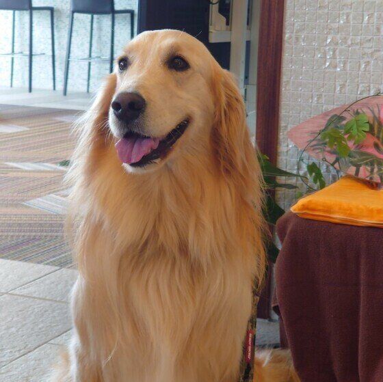 ゴールデン・レトリーバーのリクちゃん