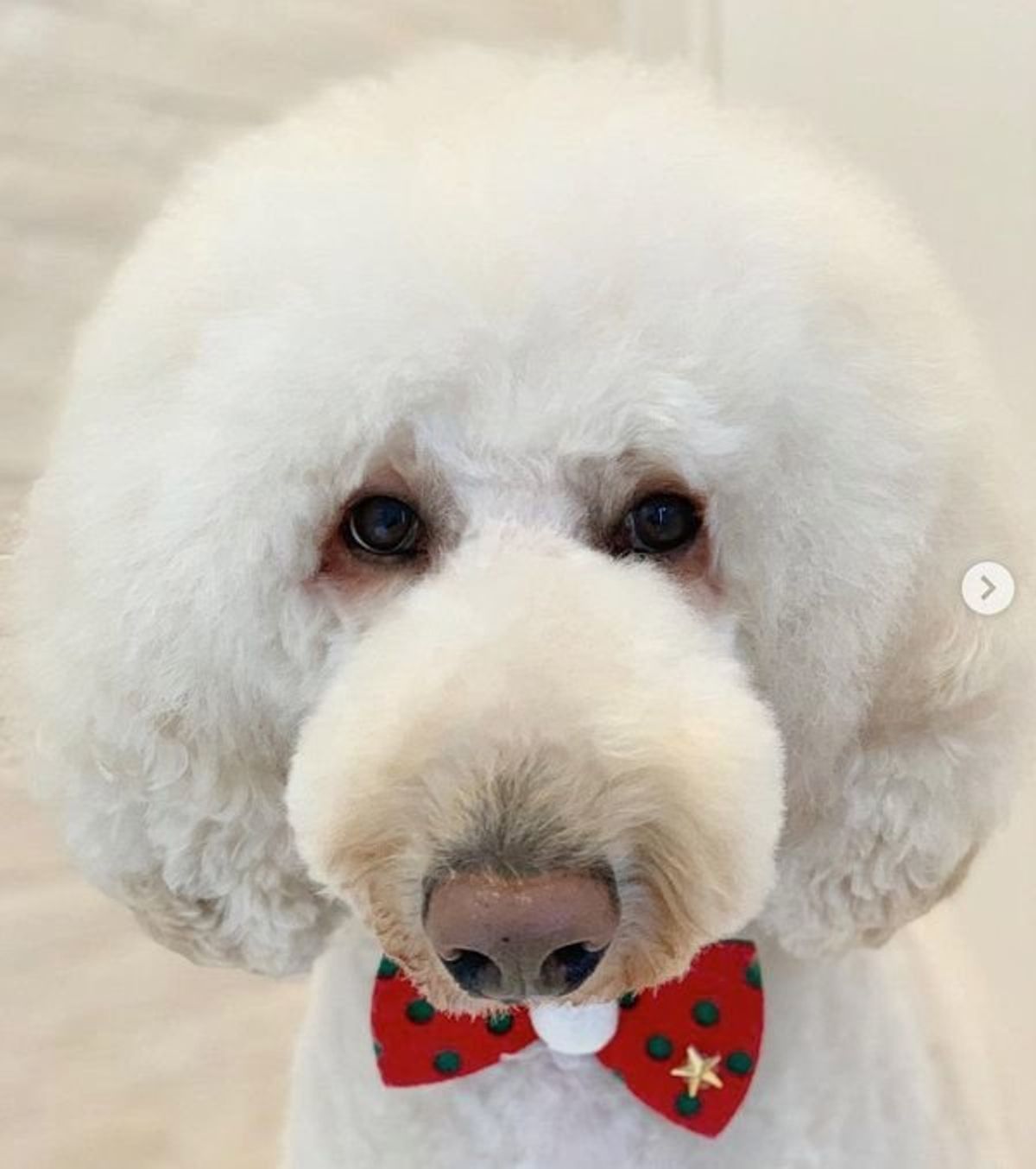 2018年振り返り スタンプーのもずくちゃんが 癒し度バツグンすぎる いぬのきもちweb Magazine