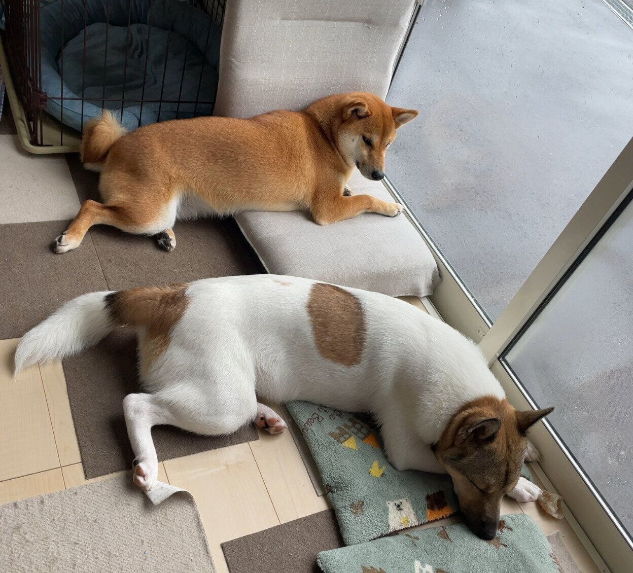 こうめちゃんと福くん