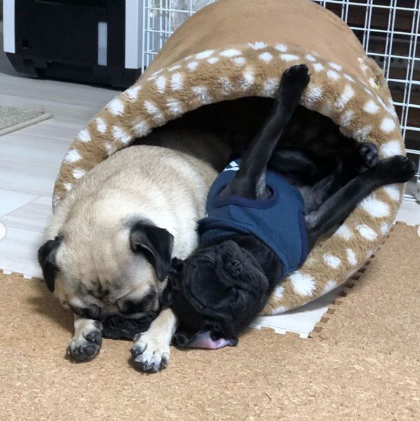 寝場所を争うパグ