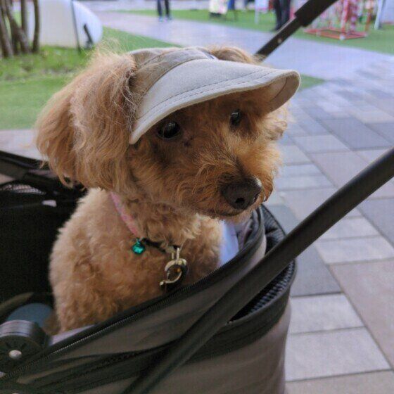 愛犬に帽子やサンバイザーを着用させる場合の注意点とは？ いぬのきもち