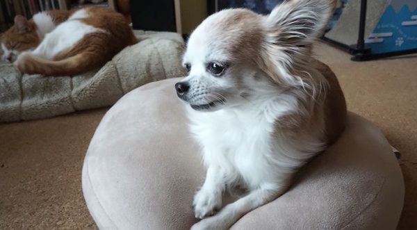 ぼーっとするチワワ