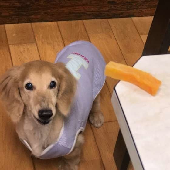 おやつを待つ小太郎くん