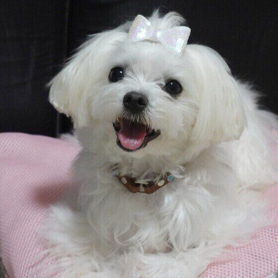 マルチーズのハクちゃん