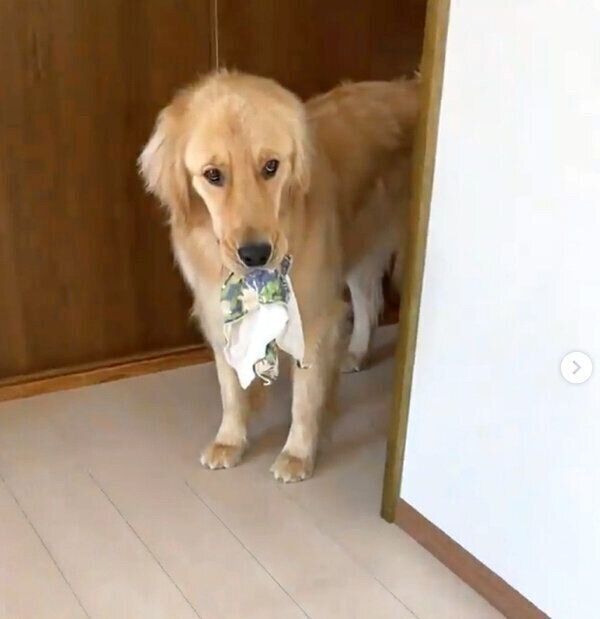 飼い主さんと追いかけっこ遊びをするLUKEくん