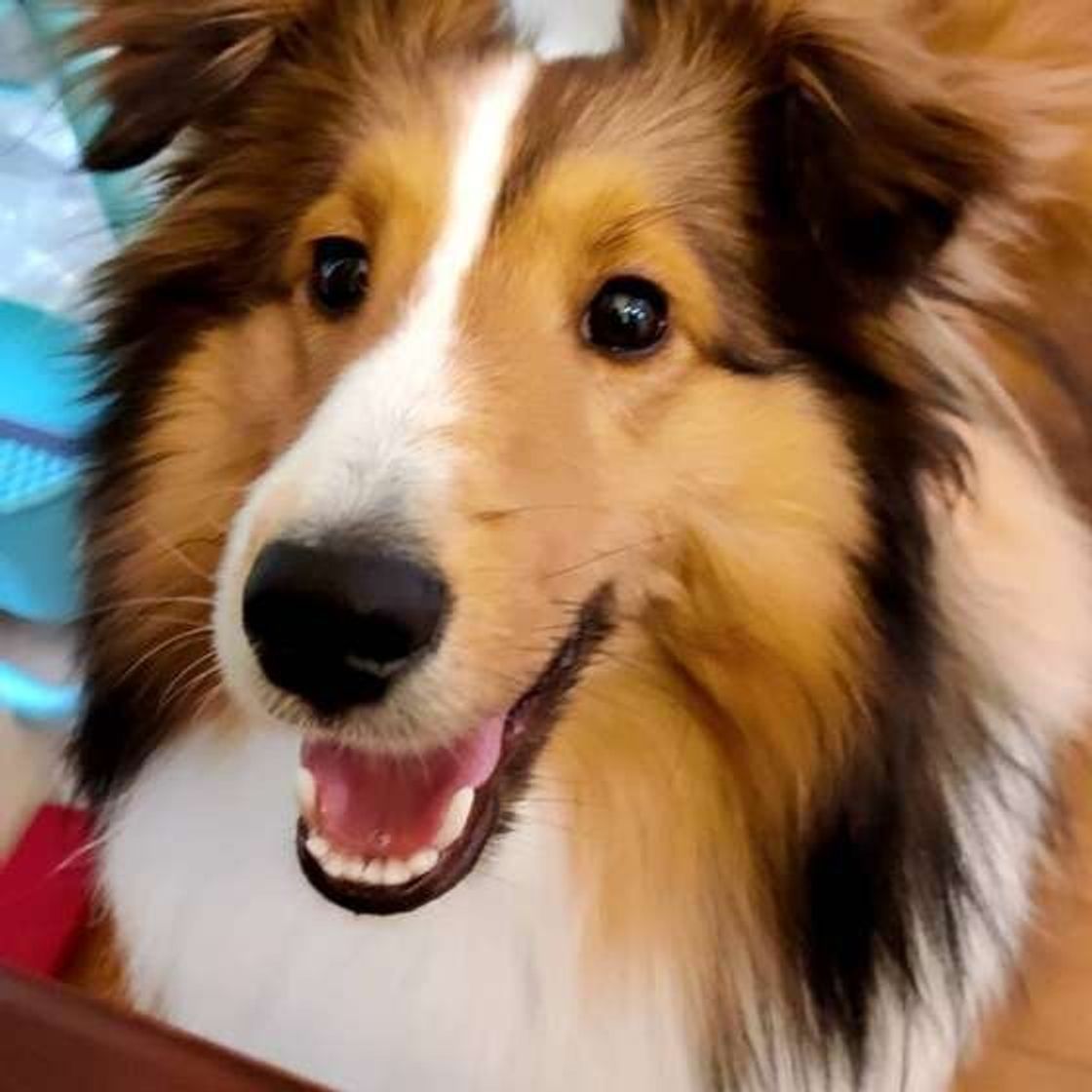 シェルティ と ラフ コリー 似ているけど どこが違うの いぬのきもちweb Magazine シェルティ と ラフ コリー 似ているけど どこが違うの いぬのきもちweb Magazine