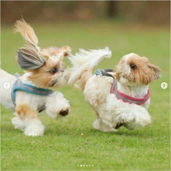 アタックワンコ