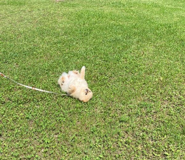 寝転がるふーちゃん