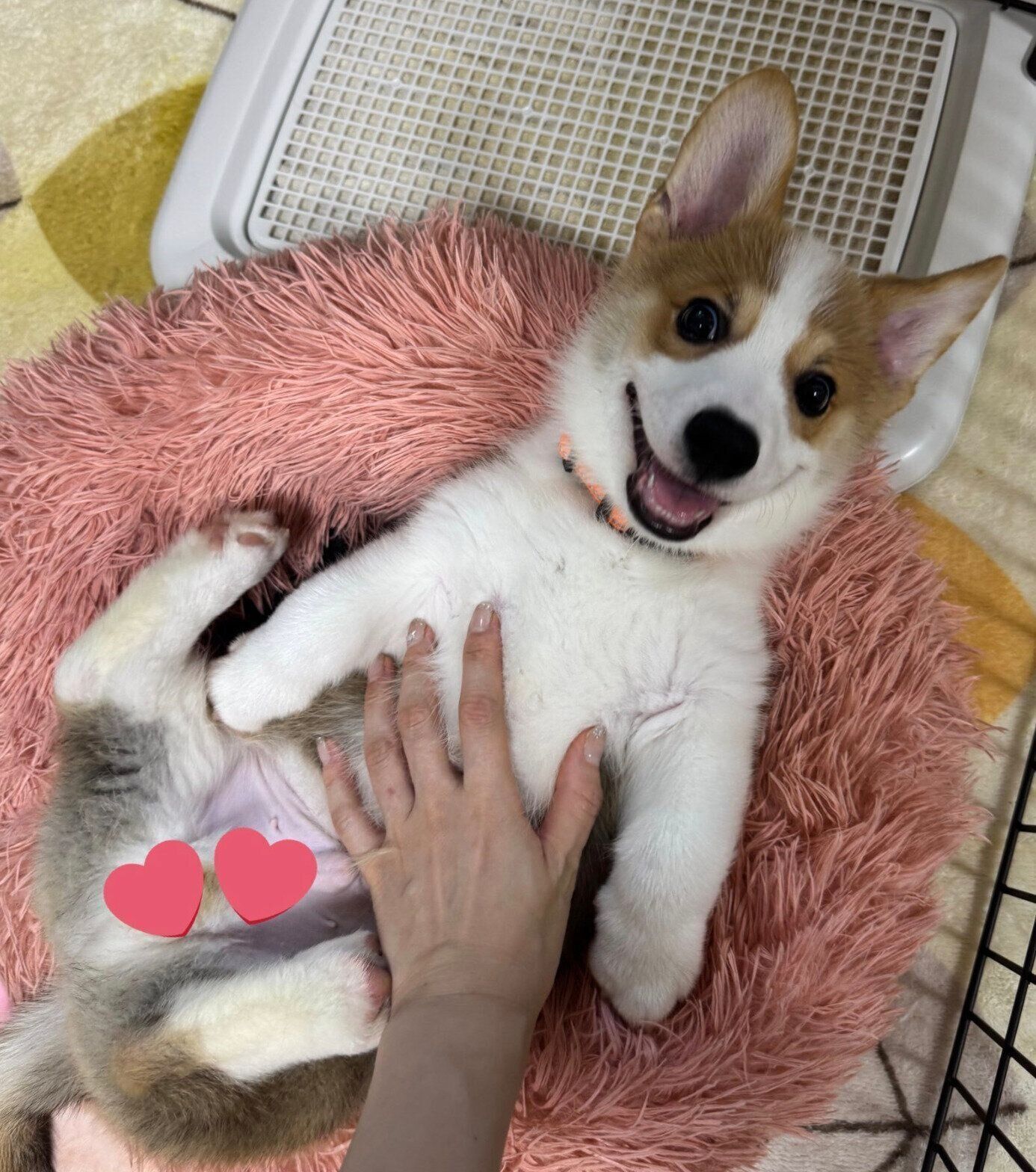 お腹をなでられて嬉しそうなコロネくん