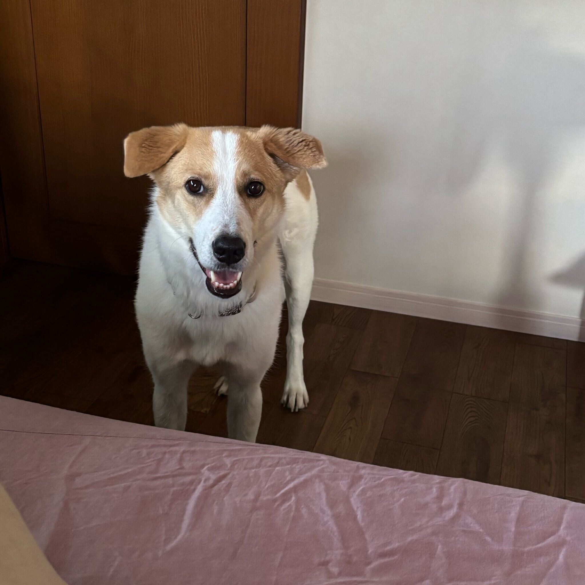 “笑顔”で飼い主さんを見つめるハリーくん