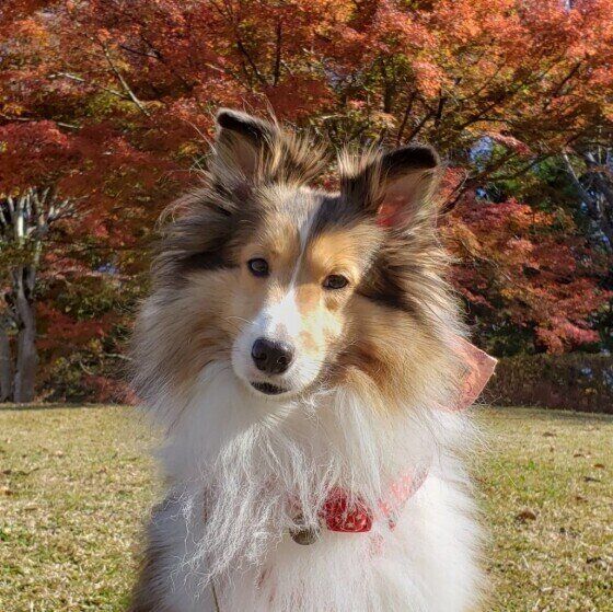 お散歩中のあるとちゃん